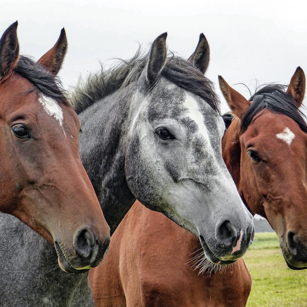 Formation Soins d’urgence de base pour les chevaux