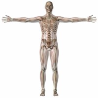 Formation OIIAQ – Système squelettique