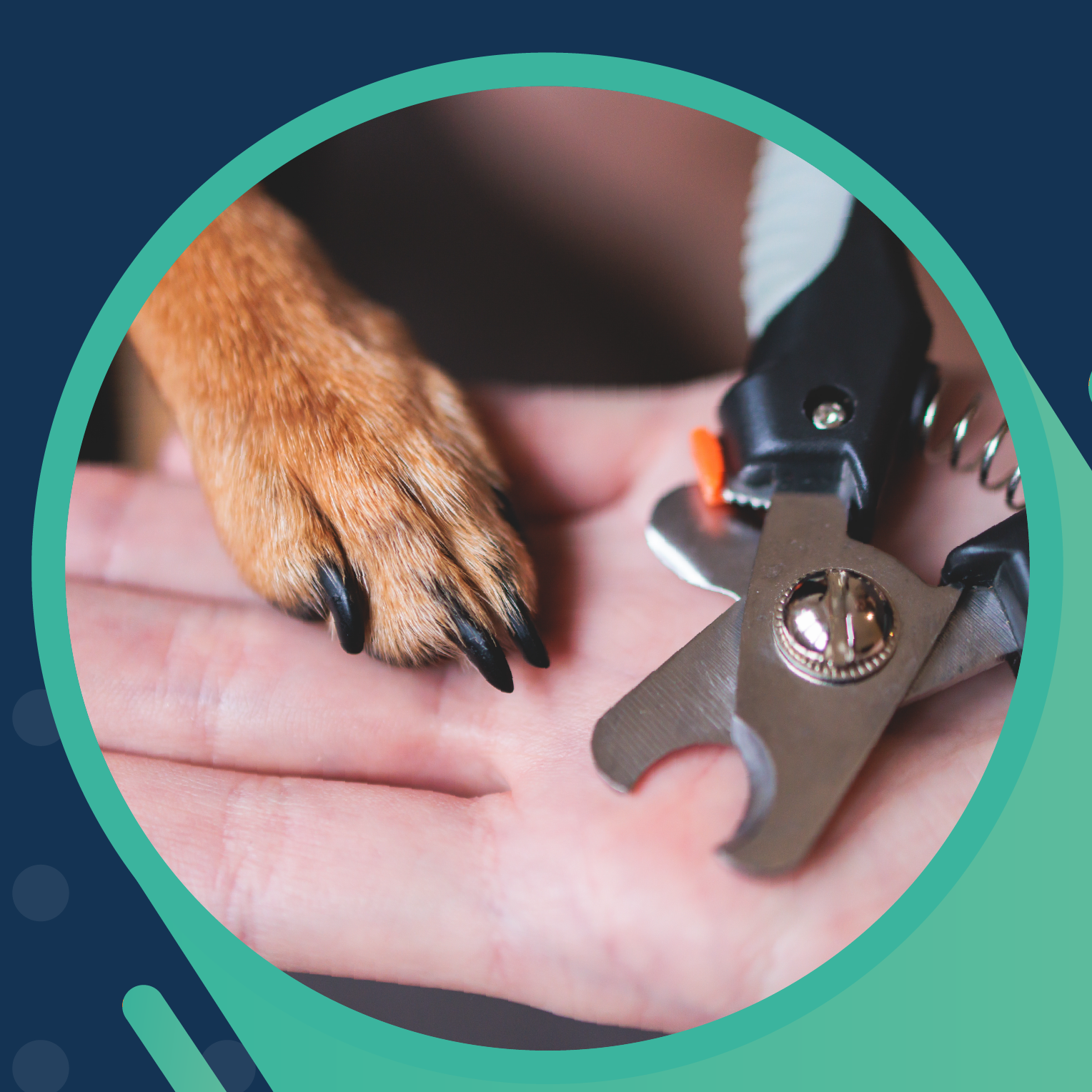 Formations | Services aux entreprises Estrie | Levee de fond AEP Soins animaliers 1 e1763732710843